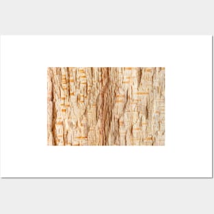 Tree trunk cross section Posters and Art